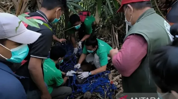 Emaciated Orangutan Rescued from Drought-Hit East Kalimantan