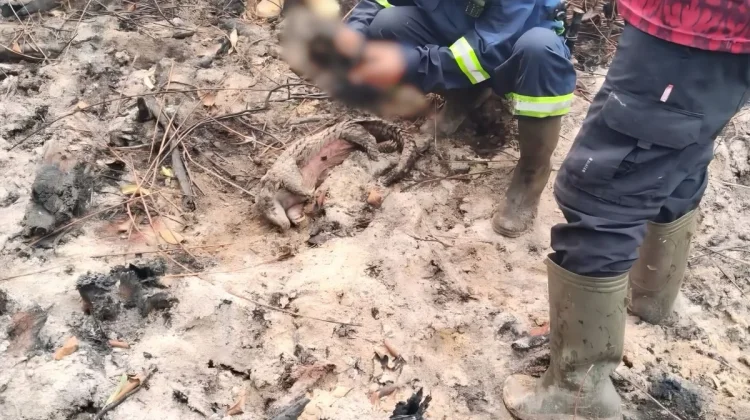 Three Sunda Pangolins Found Dead Following Singkawang Bushfire