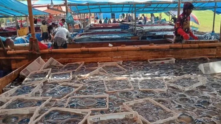 Jellyfish Surge Drives Cilacap Fishermen Toward Asia Export Market