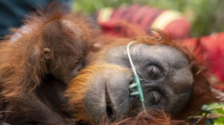 Orangutans Face Severe Threat as Fires Spread in West Kalimantan