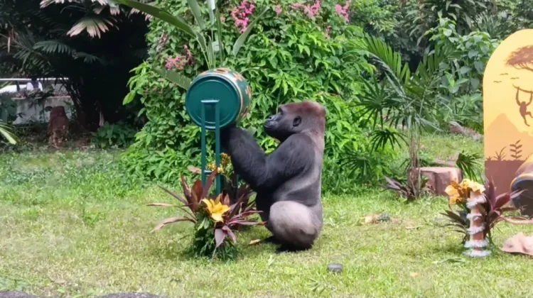 Komu, the Gorilla Awarded Enrichment at Ragunan Zoo’s 162nd Anniversary