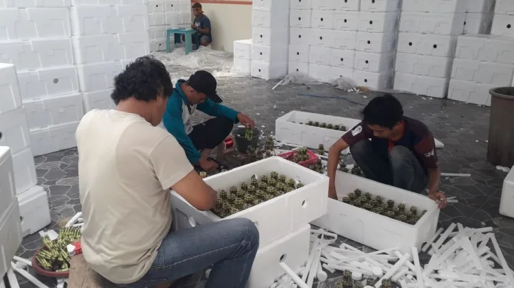 Indonesia’s Floriculture Exports Reach USD 197 Million in 2026