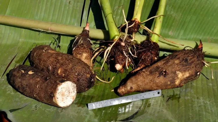 IPB University Researcher Highlights Kimpul’s Potential as a Functional Food