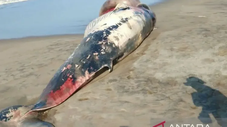A Whale Stranded on Cianjur’s Southern Coast, Official Warn Residents Not to Consume