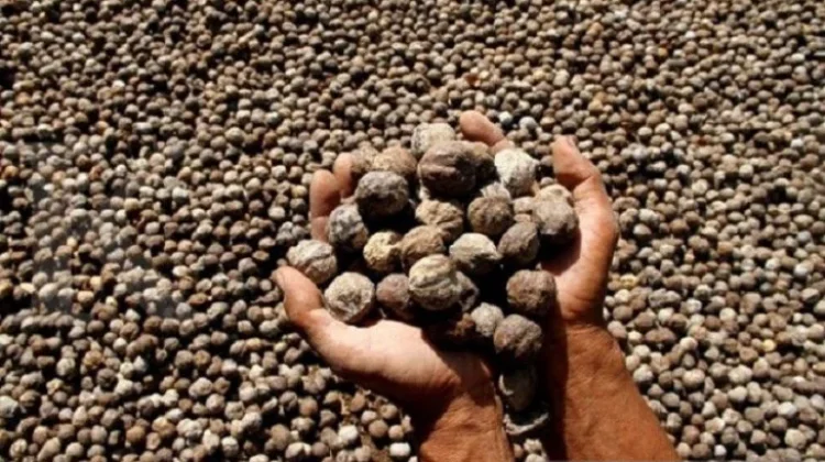 NTB Targets Global Market for Processed Candlenuts