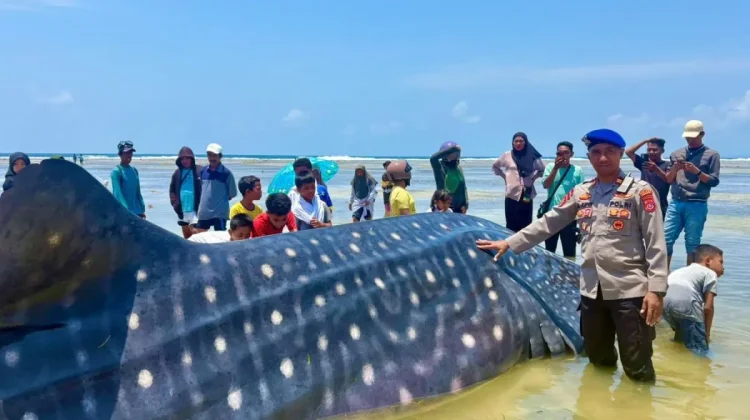 Nine-Meter Whale Shark Carcass Evacuated in Wakatobi