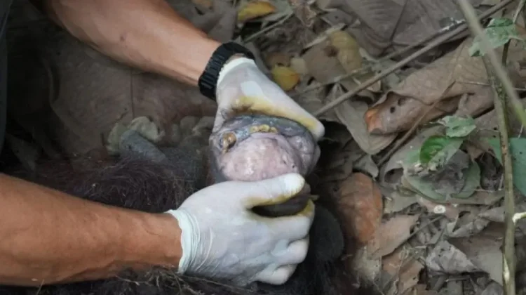 Rescued Orangutan Released Into Protected East Kalimantan Forest