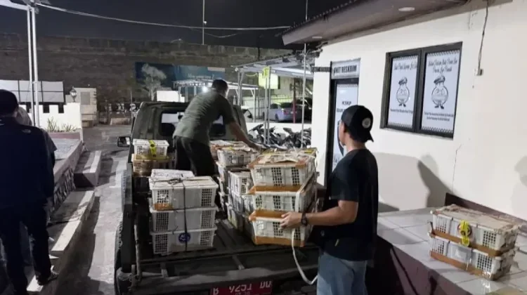 Thousands of Undocumented Birds Seized at Bakauheni Port in Lampung