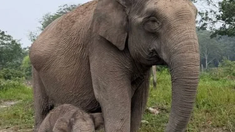 Sumatran Elephant Lisa Gives Birth to Healthy Male Calf