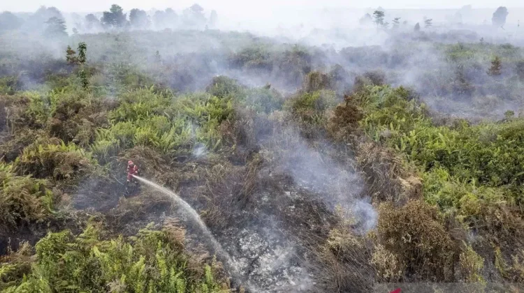 Wildfires Threaten Sumatran Tiger Habitat in Jambi National Park