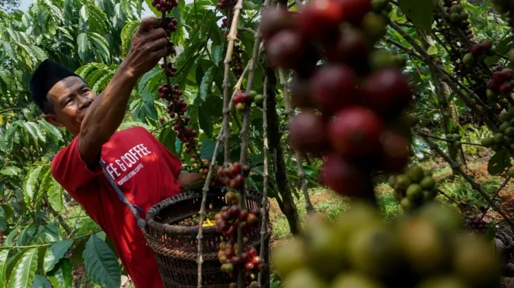 Batang Youth Turn Colonial-Era Coffee into Dutch Export Commodity