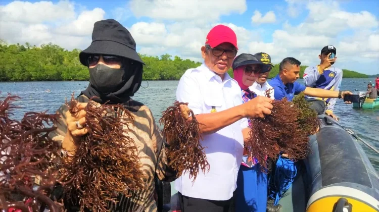 Seaweed Pushed to Drive Coastal Blue Economy in Southeast Maluku