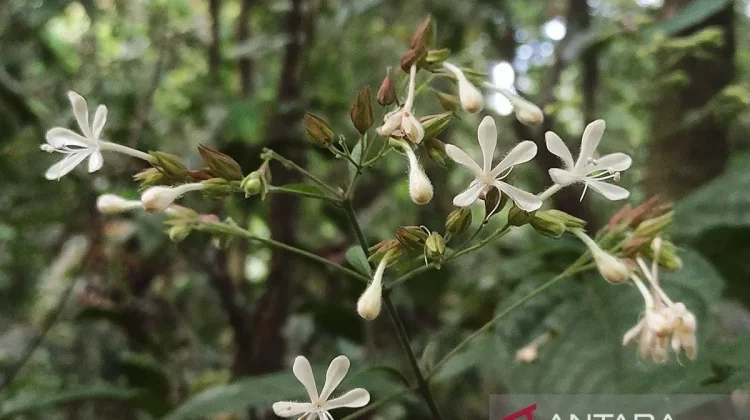 The Discovery of 'Clerodendrum ismaili' in Mt Semeru Recognized Internationally