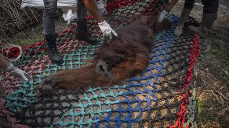 Indonesia Combats Wildfire Surge While Escalating Wildlife Rescue Operations