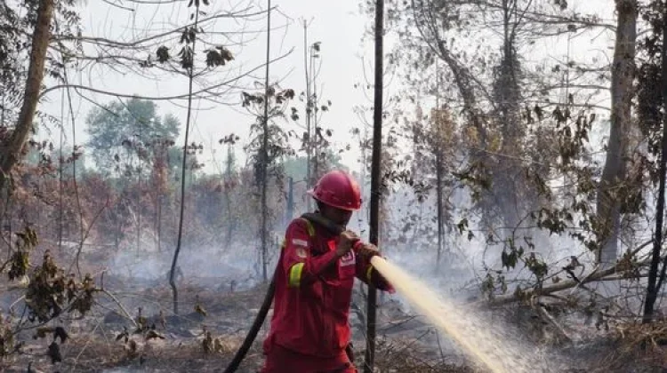 Indonesia Intensifies Wildlife Protection as Fire Hotspots Surge