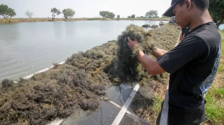 BRIN Maps Seaweed Value Chain to Boost High-Value Processing