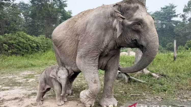 Ganesha Named for Male Calf Elephant Born at Riau’s Tesso Nilo National Park