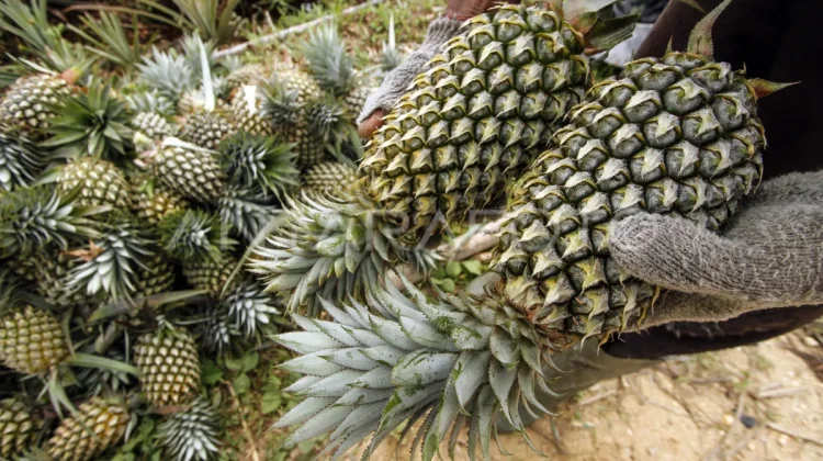 Unsoed Boosts Riau Economy via Zero-Waste Pineapple Tech