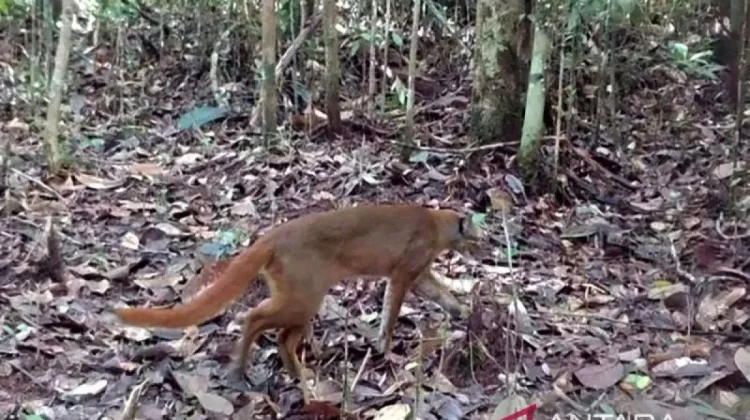 Borneo Bay Cat Redocumented, Kayan Mentarang Strengthens Wildlife Monitoring