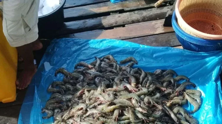 Indonesia's Shrimp Export Value Rises to USD 1.86 Billion in 2025