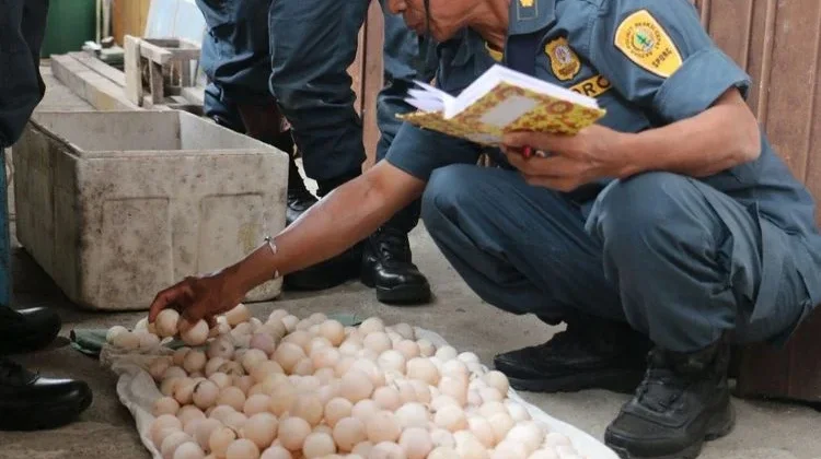 Indonesia Dismantles Wildlife Trafficking Network in Central Papua