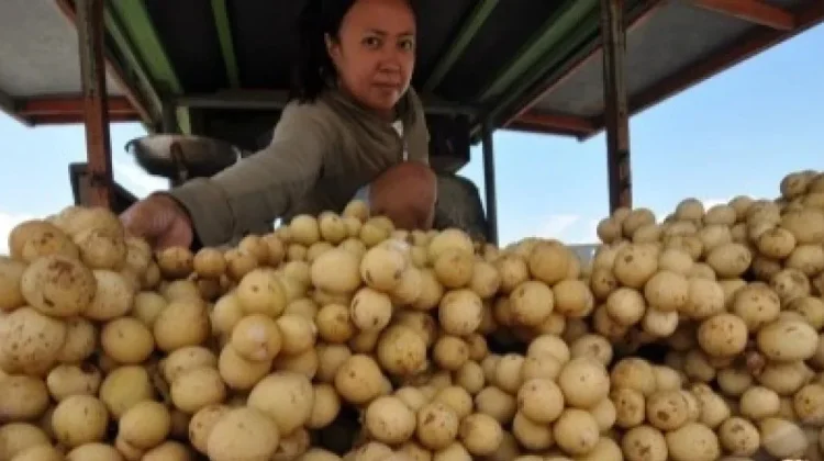 West Kalimantan Fruit Exports to Malaysia Surge Through Border Trade