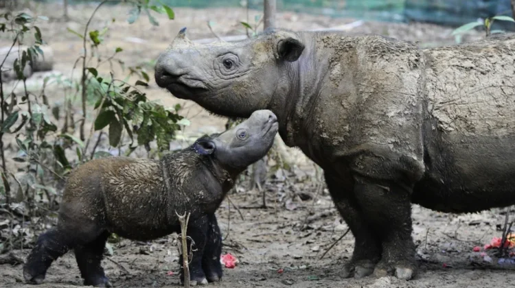 Two Sumatran Rhinos Confirmed Pregnant at Way Kambas Sanctuary
