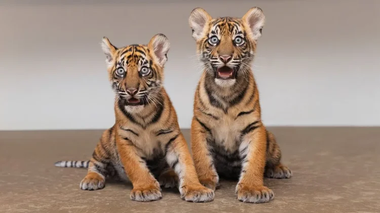 Sumatran Tiger Cubs in Texas Highlight Indonesia-US Conservation Partnership