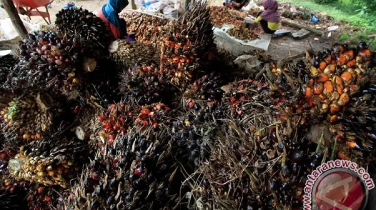 Indonesia-EU CEPA Set for EU Ratification in October