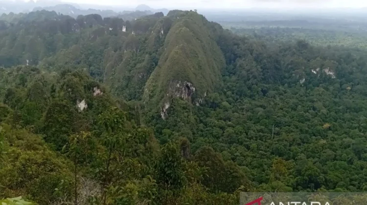 Wehea-Kelay Landscape Chosen as Forestry Multi-Business Pilot Location ...