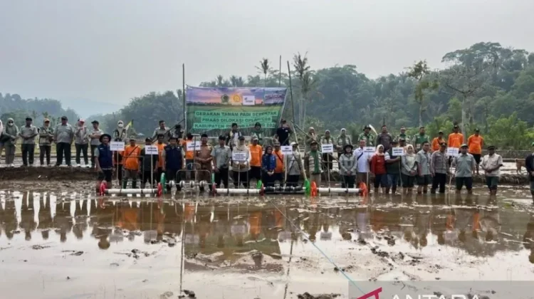 Bengkulu Rice Fields Selected for Modern Farming Pilot Program - RRI.co.id