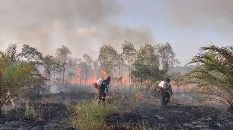 Indonesia Open to Foreign Help for Forest Fire Response - RRI.co.id