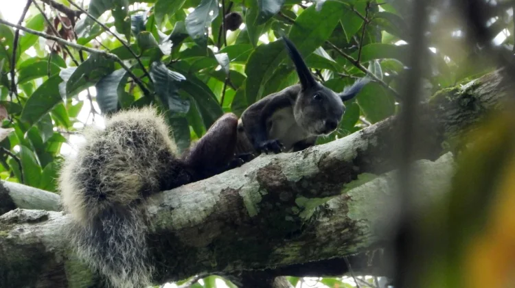 Study Debunks Myth of Borneo’s “Vampire” Ground Squirrel - RRI.co.id