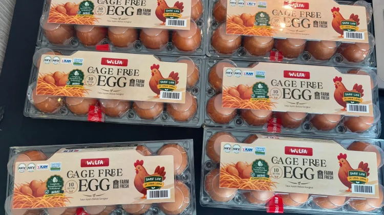 Companies Seek Stronger Supply Chains to Advance Cage-Free Eggs - RRI.co.id