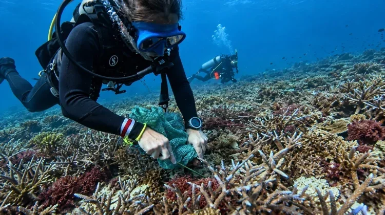 Indonesia Seeks Global Funding to Protect Coral Triangle Ecosystems ...