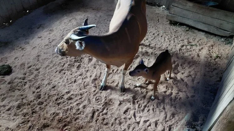 Third Javan Banteng Calf Born at Pangandaran Sanctuary - RRI.co.id