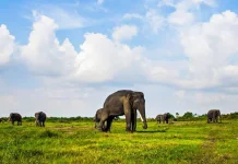 Eco-Tourism Experiences in Indonesia That Will Reconnect You with Nature