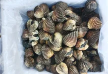 Southeast Sulawesi Clams Exported to Thai Market After Quarantine Clearance