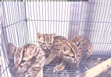 North Sumatra Busts Leopard Cat Smuggler