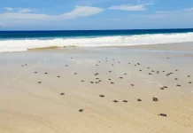 Power Crisis Threatens West Java Green Turtle Conservation