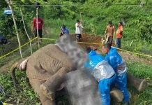 Police Investigate Critically Endangered Sumatran Elephant Electrocution Deat