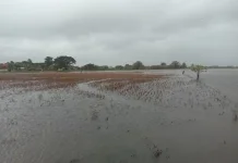 Govt Activates Rice Farm Insurance for Flood-Affected Farmers