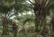 Indonesia Accelerates Palm Oil Downstreaming Strategy