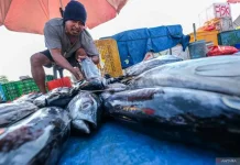 Indonesia Praised Globally for Advancing Small-Scale Sustainable Fisheries