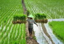 Minister Targets 101,000 Hectares of New Rice Fields