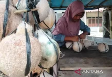 West Aceh Roasted Coconut Sales Surge During Ramadhan