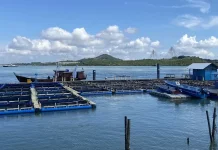 Batam Targets One Ton Export Lobster Harvest 2026