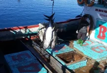 Papua Tuna Exports to US Meet Global Standards