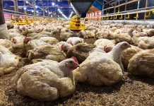 Indonesia Strengthens Poultry Biosecurity Amid Saudi Import Restrictions