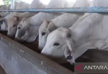Bangka Belitung Secures 1,600 Cattle to Stabilize Beef Prices